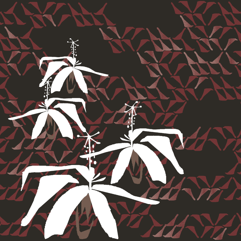 Koki'o- Black